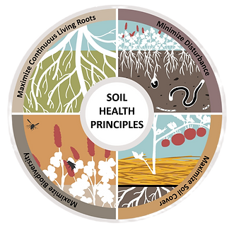 4 soil health_edited-1_edited_edited.png