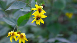 Seedtime and Harvest