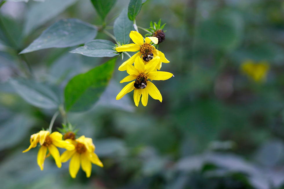 Bees pollinating flowers