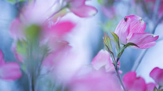 Springtime and the New Creation