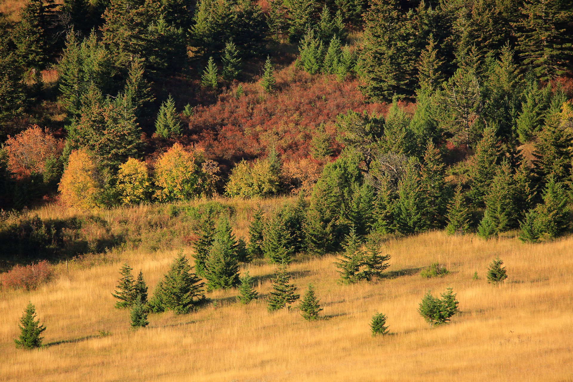 Coniferous trees and a field of autumn colored grasses and shrubs