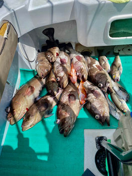 Red_Snapper_Deep_Sea