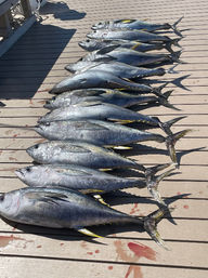 Tuna_Fishing_Los_Su_enos
