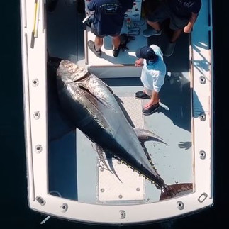 Tuna_Costa_Rica_Fishing_Charters