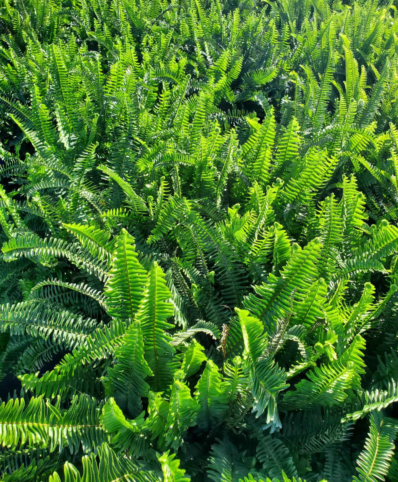 Kimberley Queen Fern (Swaardvaring) 