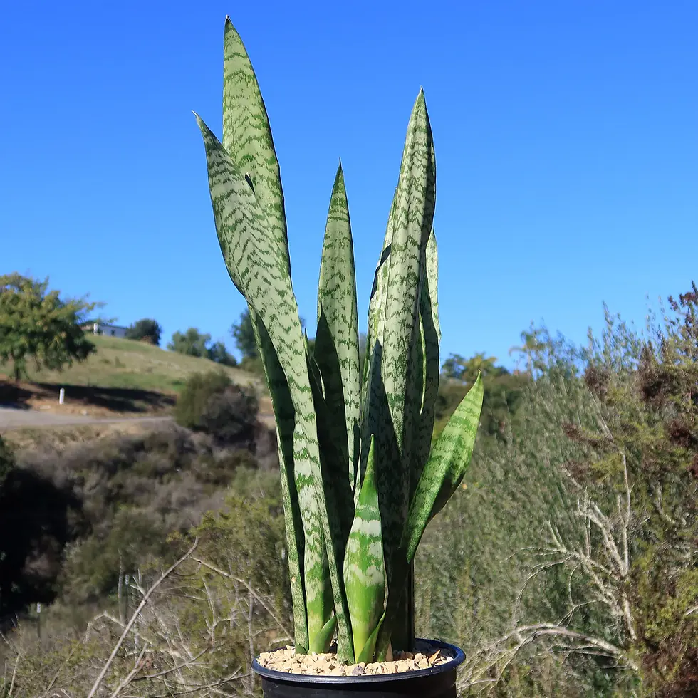 Thumbnail: Snake Plant (Skoonma se tong)