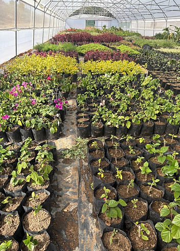 Cuttings / Stiggies