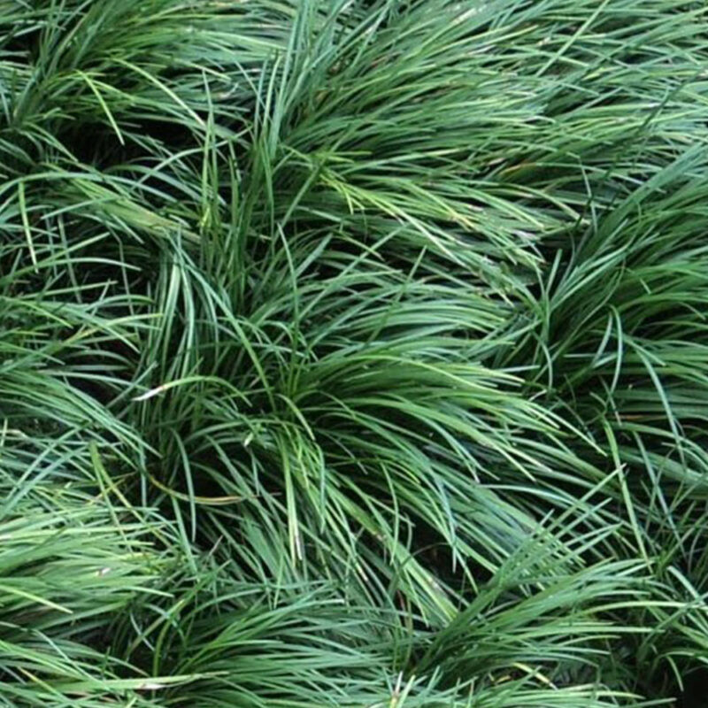 Thumbnail: Mondo Grass (Mondogras)
