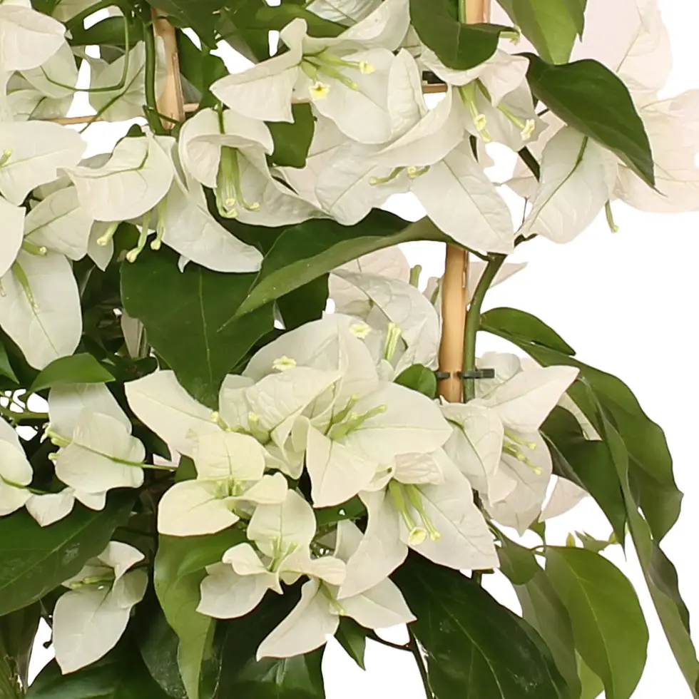 Thumbnail: Bougainvillea