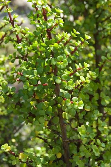 Thumbnail: Spekboom (Elephant bush) 