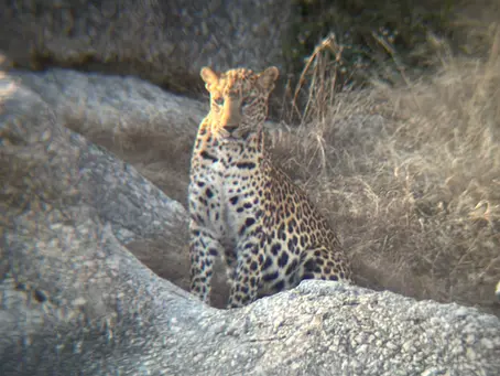 "Majestic leopard perched on granite hills during golden hour sunset in Jawai Bandh, Rajasthan