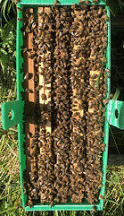 Yorkshire Wolds Bees 5 National Frame Correx Box