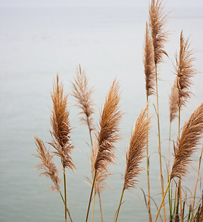 Pampas Grass_edited_edited.jpg