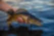 AdobeStock_354462439.jpeg