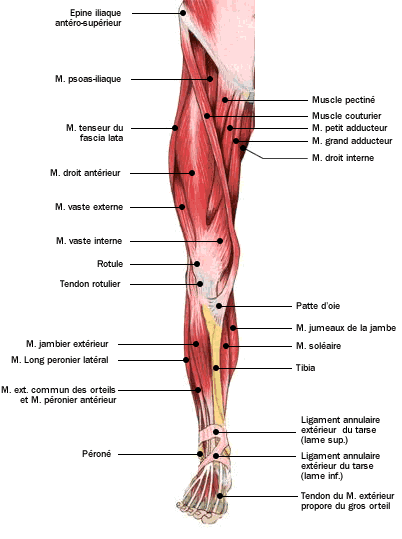 Détail jambes face avant