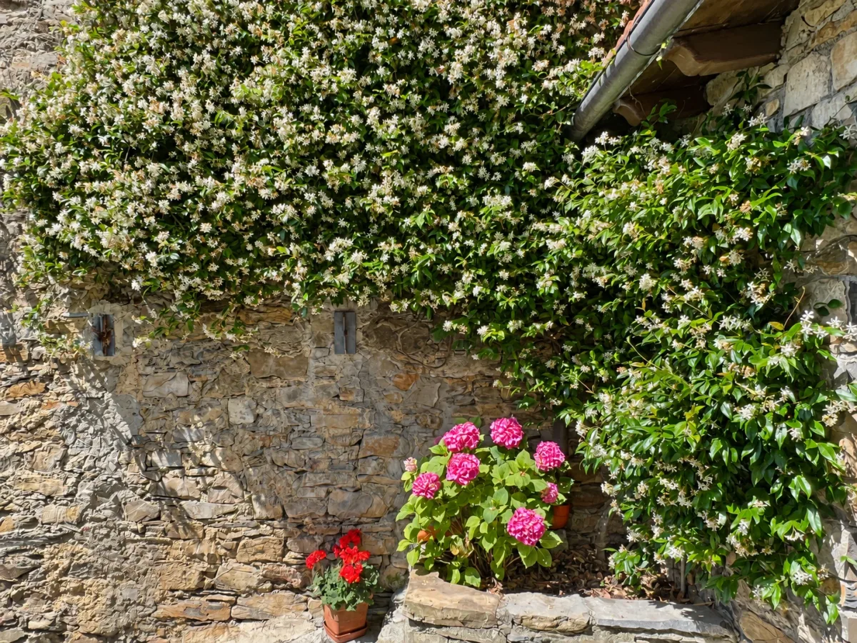 Flowers and stone