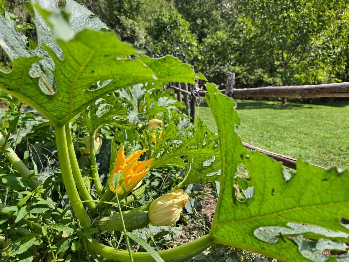 A corner of the garden