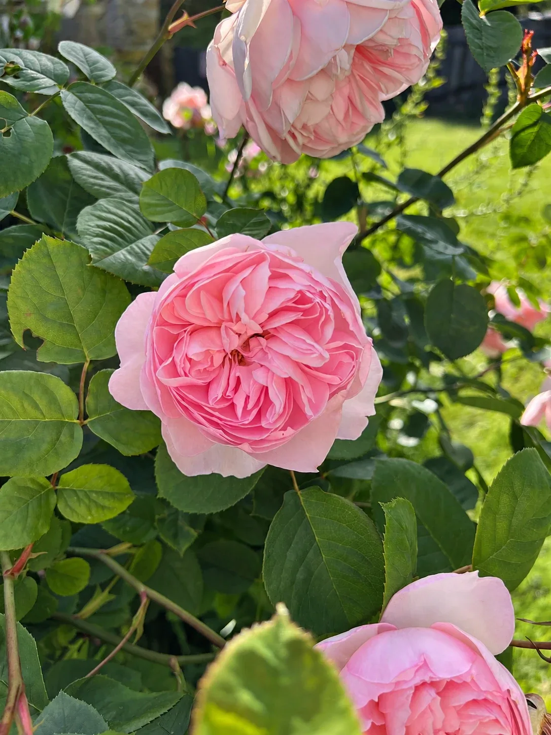 A detail from the rose garden