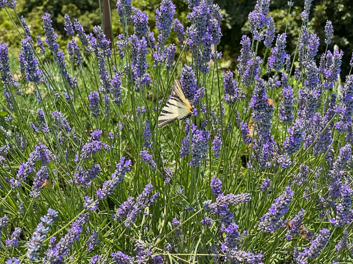 Lavender and butterflies