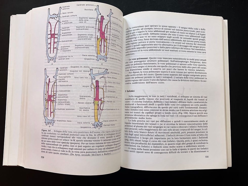 Miniatura: Anatomia comparata dei vertebrati Romer & Parson 