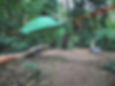 Our _tentsile connect tree tent hiding out in its new summer location and forest green fly._._._