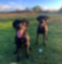 Odin & Loki with ball sunset.JPG