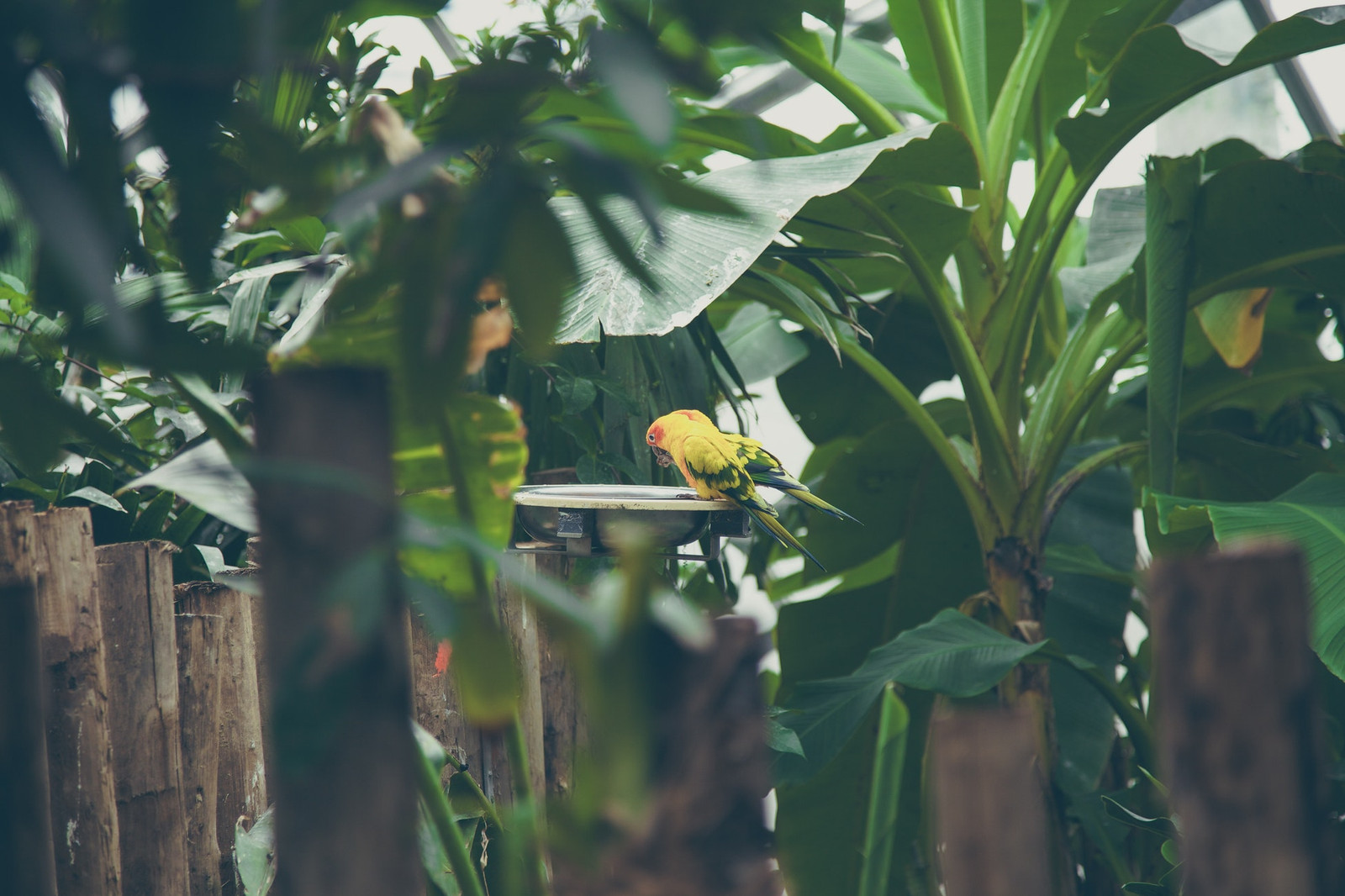 Domestic Parrots