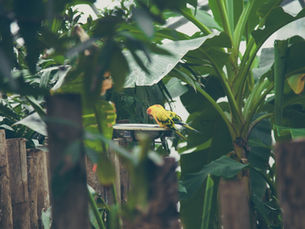 Association saves parrot species threatened with extinction