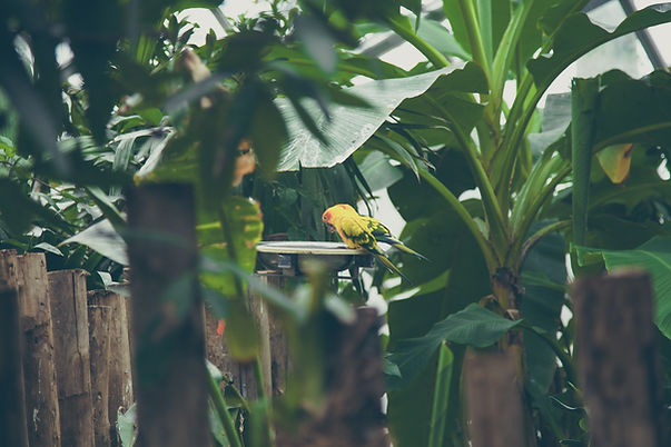 Domestic Parrots