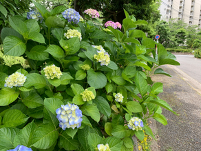 訪問看護ステーション開設２周年です