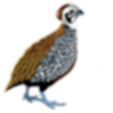 Monezuma Quail