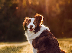 Melbourne Pet Photographer-9.jpg