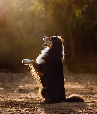 Melbourne pet photographer-18_edited.jpg