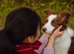 Melbourne pet photographer-18.jpg