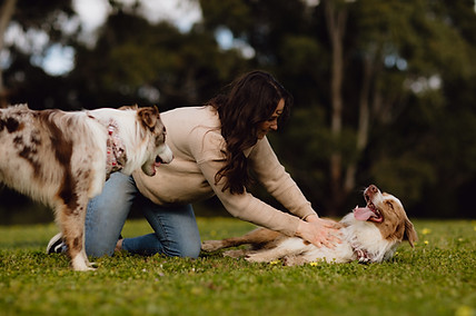 Melbourne Pet Photographer-4.jpg