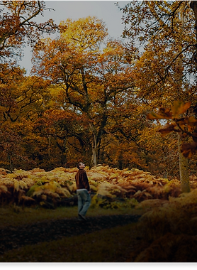 A man standing on a forest path looking up at a canopy of golden autumn oak trees and ferns.