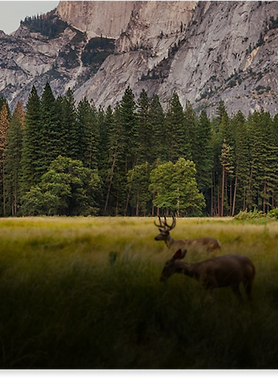 A buck and doe grazing in a grassy meadow before dense pine forests and towering granite mountain cliffs.