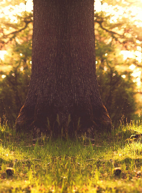 Forest Tree Trunk_edited_edited.jpg