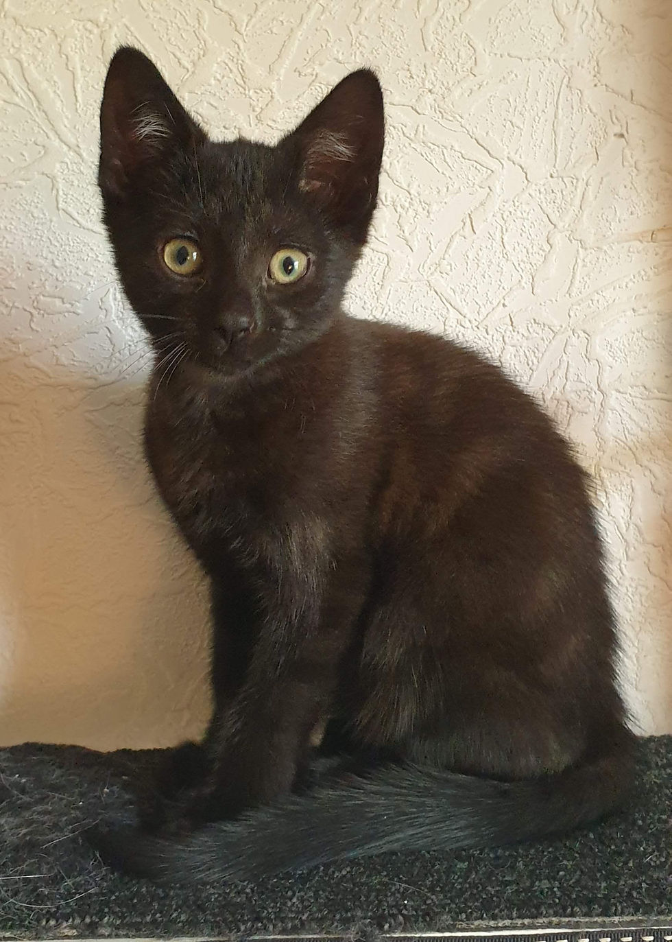 Apopse - The Apocalyptic Adventurer