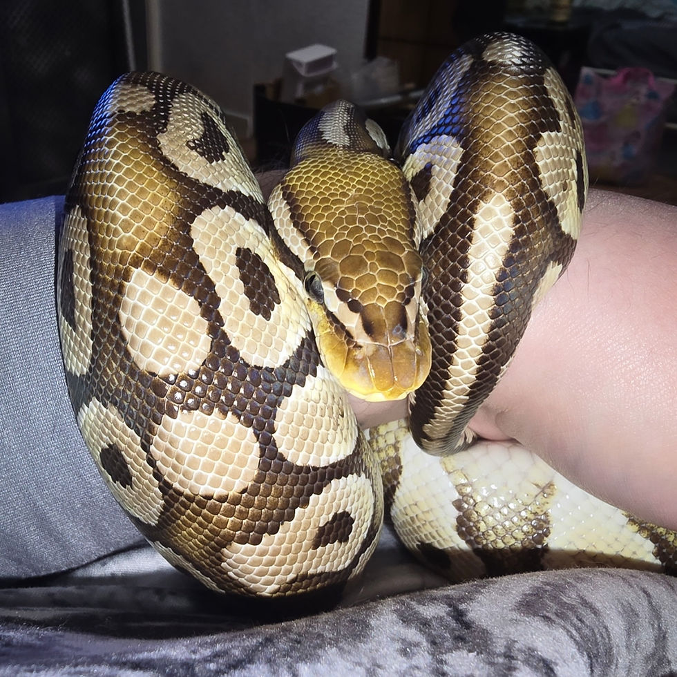 Two Years of Cassiopeia: The Ball Python Who Thinks I'm a Tree