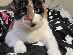 Tilly - The Tender Troublemaker