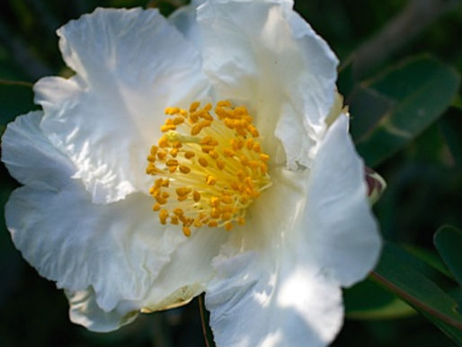 形を超えて、美しさが育つとき