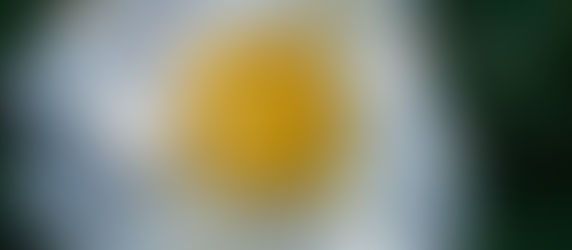 形を超えて、美しさが育つとき