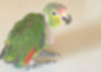 Met the sweetest little parrot while exploring!