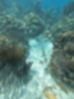 Diving into a whole new world at the Belize Barrier Reef!