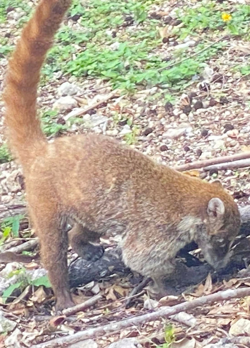 Spotted this little coatis exploring! How cute!