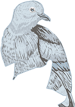 blue Dove.png