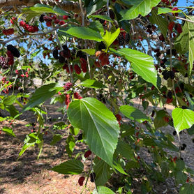 Vivid Horticultural Services NSW