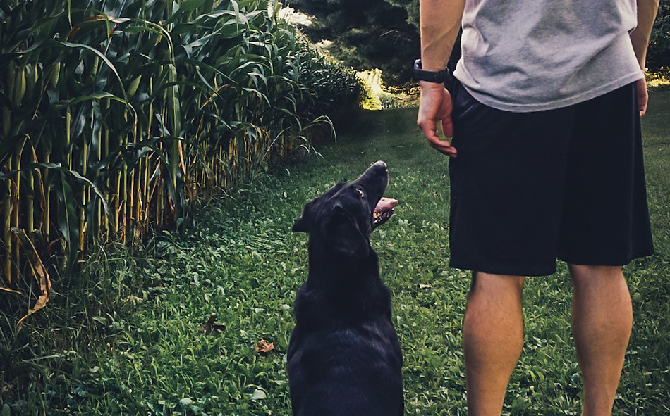 Contact Honeybrook Kennels