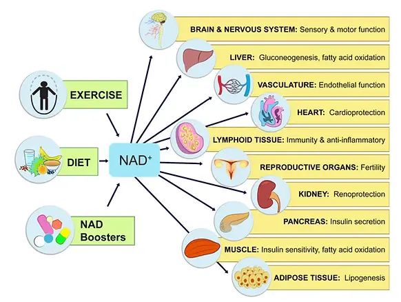 NMN-vs-NR-supplements.webp